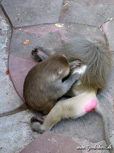 KBH zoo 190703 393.JPG